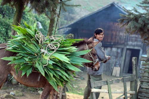 Nơi buôn bán “chiến mã” rầm rộ nhất 