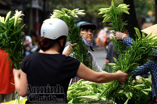 Cảm xúc hoa loa kèn trắng tháng Tư