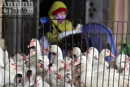 Lo lắng dịch cúm gia cầm, chợ Hà Vĩ đìu hiu, ế ẩm