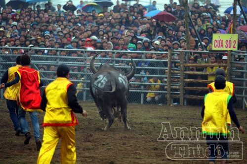 Xem những pha móc hiểm của "ngưu vương"