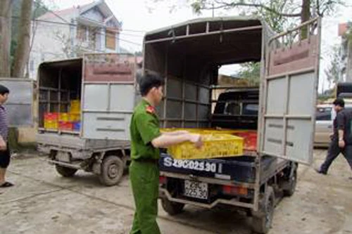Phát hiện hàng nghìn con gà, vịt giống nhập lậu qua biên giới