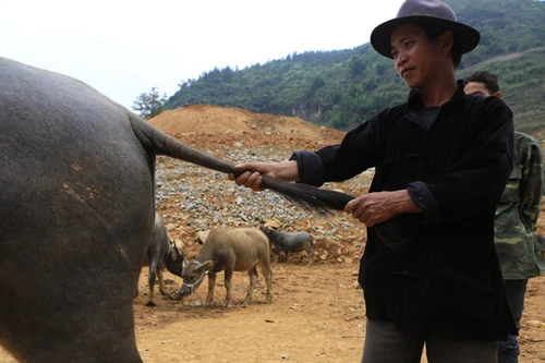 Muôn kiểu xem... tướng “đầu cơ nghiệp”