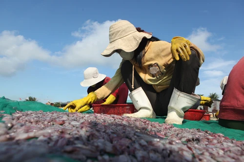 "Nghệ thuật" ngẫu nhiên của ngư dân Lý Sơn đón nắng