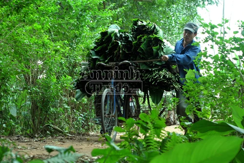 Lạc vào vườn "vỏ của những chiếc bánh chưng xanh"