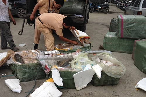 Cá trắm “bự” chết thối vẫn xuất cho nhà hàng