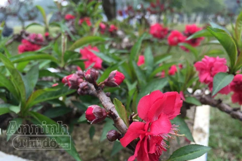 Ngắm cây đào Thất Thốn, giá 160 triệu đồng tại Hà Nội