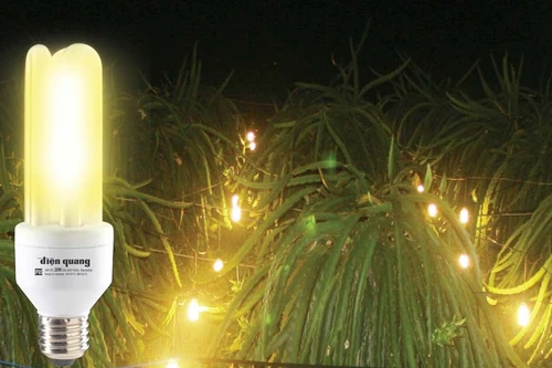 Đẩy mạnh phát triển thanh long theo tiêu chuẩn VietGap 