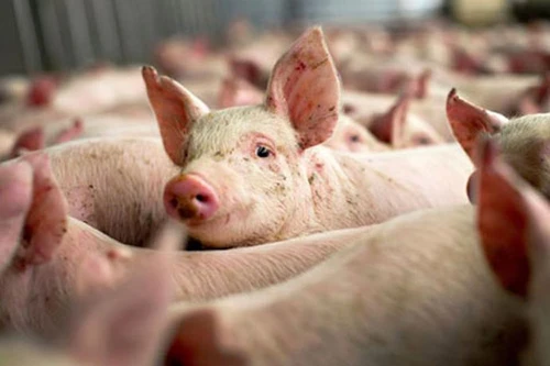 Cảnh bảo người xuất khẩu lợn sang Trung Quốc