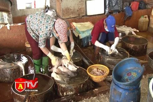 Tăng cường phòng chống dịch cúm gia cầm H7N9 có khả năng gây chết người