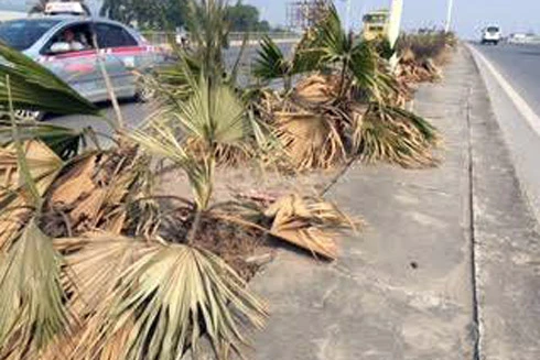 Lãng phí cây cảnh chết khô ở dải phân cách
