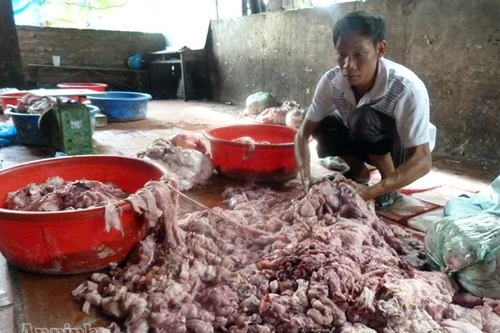 Hãi hùng cảnh chế biến mỡ, bì lợn siêu bẩn