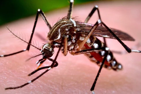 Phát hiện về muỗi vằn mang virus Zika lưu hành ở Việt Nam