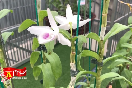 Tìm hiểu về thú chơi lan đột biến