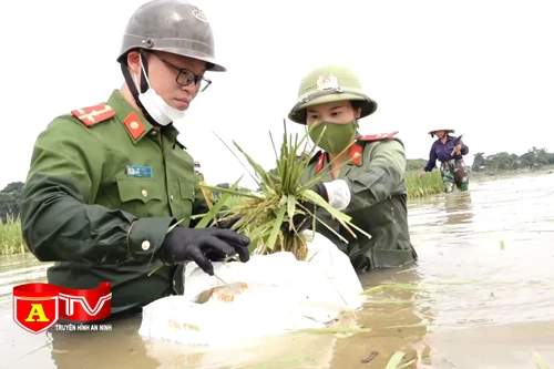 Hình ảnh đẹp về chiến sĩ công an dầm mình gặt lúa bị ngập úng giúp dân