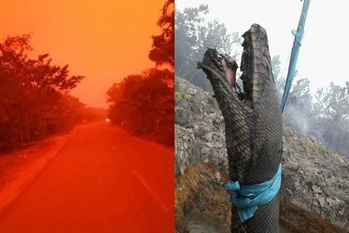 Indonesia: Bầu trời "đỏ như máu", trăn khổng lồ bị thiêu sống vì cháy rừng