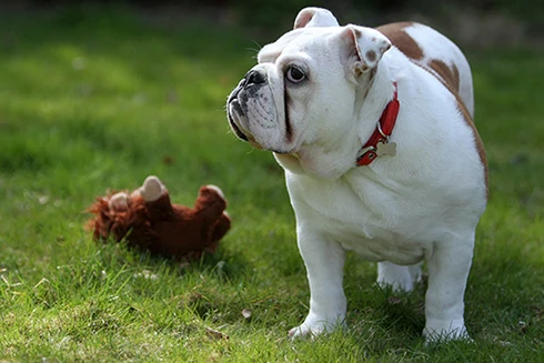 [ẢNH] Top 10 giống chó "sang chảnh" nhất thế giới