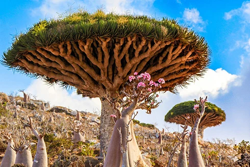 [ẢNH] Chiêm ngưỡng những loài thực vật "có một không hai" trên thế giới