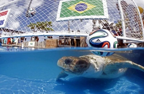 Rùa tiên tri “phán” Brazil thắng Croatia trong trận mở màn World Cup 2014