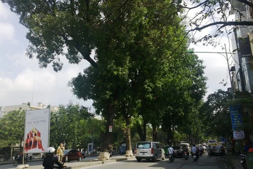 Chặt hạ, di chuyển hơn 350 cây xanh, phục vụ dự án ĐSĐT Nhổn- Ga Hà Nội
