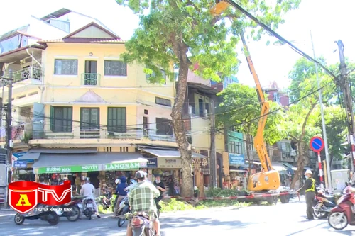 Cắt tỉa 93.162 cây xanh để phòng ngừa hậu quả do mưa bão