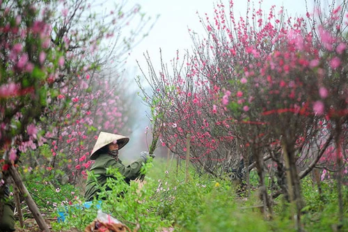 Hà Nội, Tết và hoa
