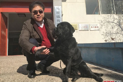 Trả lại chó cho chủ cũ kèm lời xin lỗi