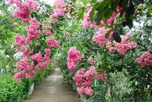 Những điểm check in với hoa tường vi ở Hà Nội