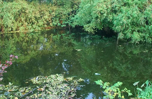 Cháu trai 2 tuổi chết vì bị bố ném xuống ao