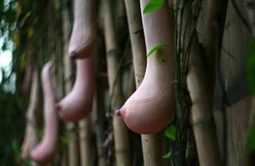 Quả mướp hồng hào và… gợi cảm như vòng một của phụ nữ