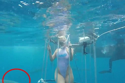 Ngôi sao khiêu dâm bị cá mập tấn công khi đang ghi hình dưới biển