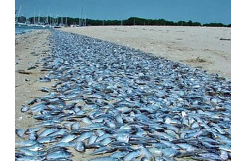 Formosa thừa nhận gây ra hiện tượng cá chết hàng loạt