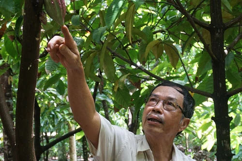 Người trồng cây ca cao đầu tiên ở Việt Nam