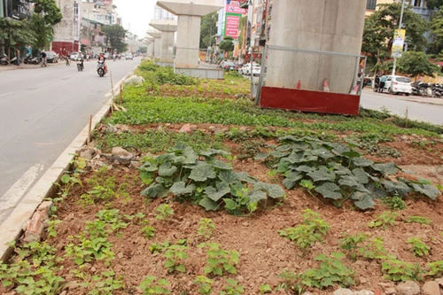 Trồng rau trên dải phân cách, ven đường: Tưởng "sạch" hóa nhiễm đầy chất độc!