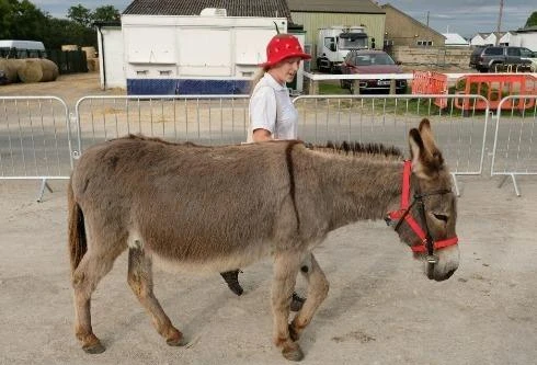 [ẢNH] 20 điều luật quái dị nhất thế giới