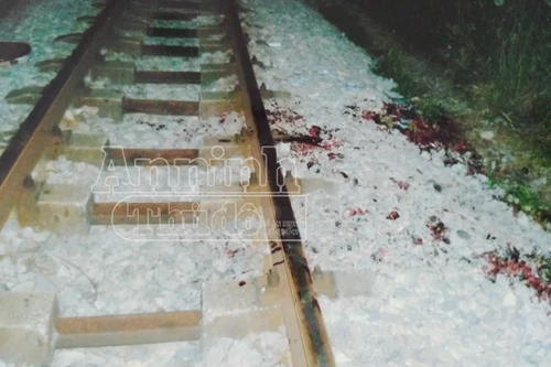 Tự thuê người chặt chân tay, tạo hiện trường giả tai nạn để trục lợi tiền bảo hiểm