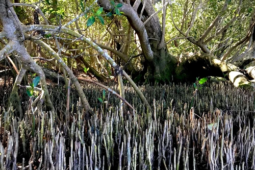 Bí ấn những rừng cây kỳ lạ nhất trên trái đất 