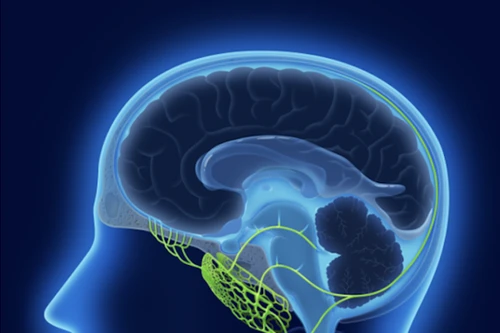 Phát hiện vị trí dẫn chất thải từ não ra ngoài