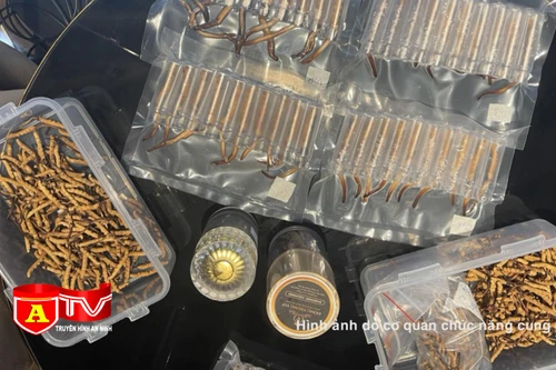 Tạm giữ số lượng lớn đông trùng hạ thảo Tây Tạng không rõ nguồn gốc 
