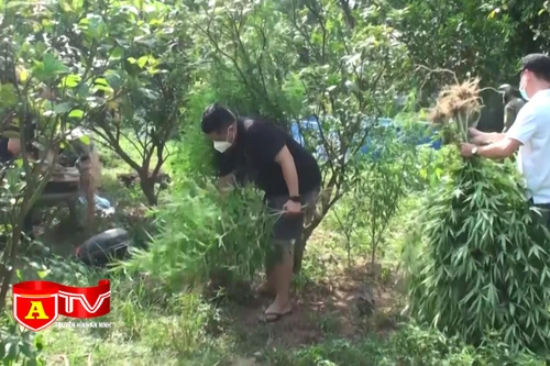 Người nước ngoài trồng cần sa ngay bãi giữa sông Hồng