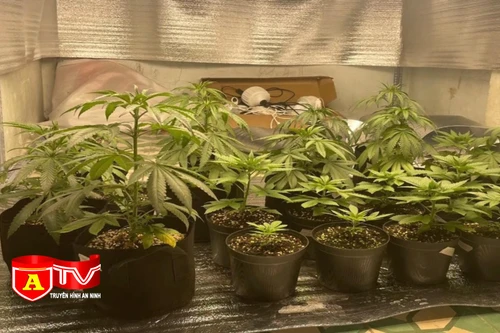 Trồng cây cần sa trong nhà để sử dụng và bán cho khách