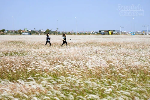 Xuất hiện bãi cỏ lau khổng lồ, đẹp như tranh ngay sát Hà Nội