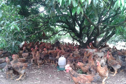Nuôi gà đón Tết: Nơi hồ hởi, chốn đìu hiu