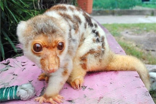 Xuất hiện loài thú kỳ lạ tại Trung Quốc