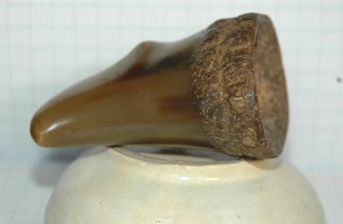 Chiếc sừng tê giác rởm và cú lừa điếng người giá... 240 triệu