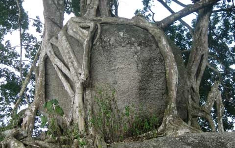 Ngắm cây sanh 'có 1 không 2', giá hàng chục tỷ