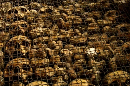 7 công trình rùng rợn làm từ xương người (Phần 1)