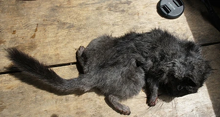 Đi bẫy "chuột tuyệt chủng 11 triệu năm"