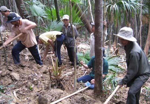 Vỡ mộng vào rừng trúng trầm, đổi đời