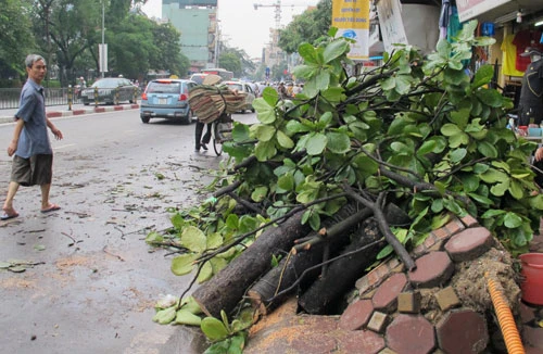 Một loạt cây xanh bật gốc sau trận mưa lớn