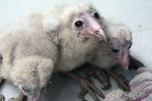 Bầy chim lạ to lớn, mặt mũi kỳ dị chính là cú lợn